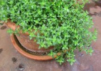 Thyme