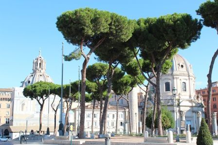 Trees in Italy