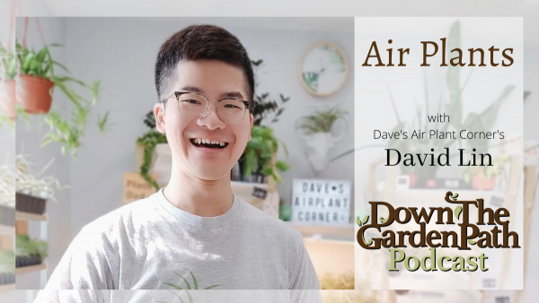 Air Plants with David Lin