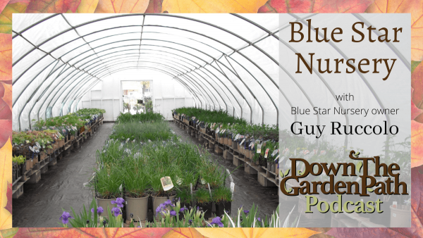 Blue Star Nursery with Guy Ruccolo