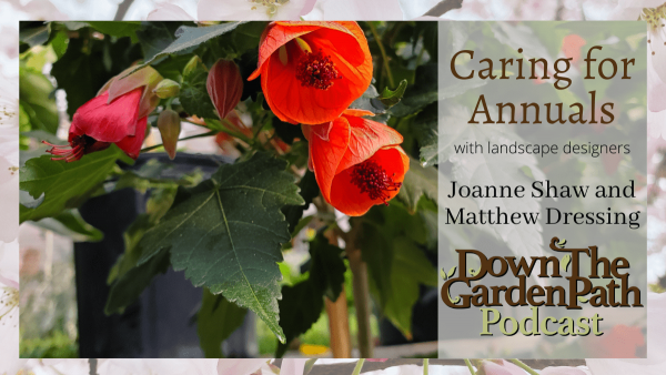 Caring for annuals