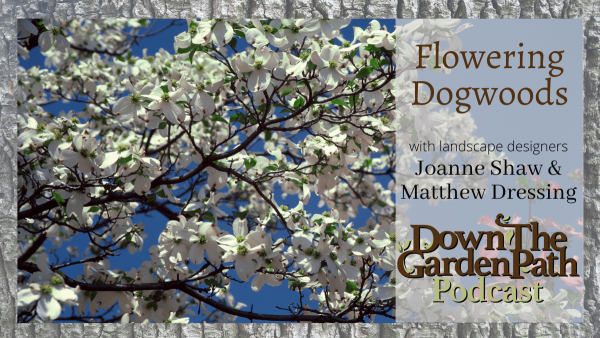 Flowering Dogwoods