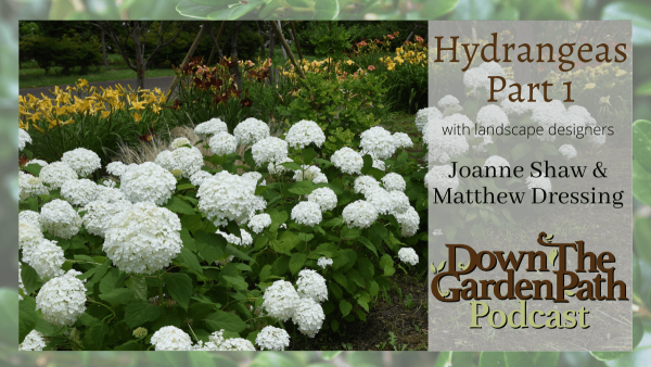 Hydrangeas Part 1