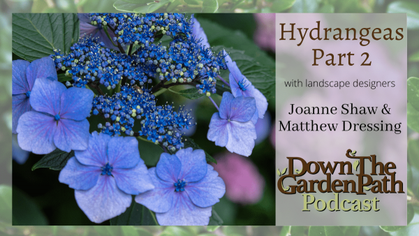 Hydrangeas Part 2