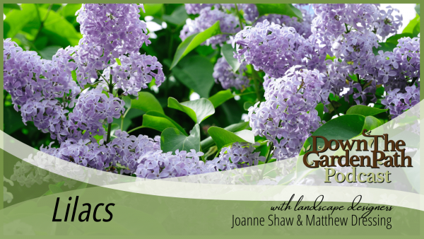 Lilacs