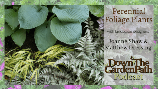 Perennials Foliage Plants