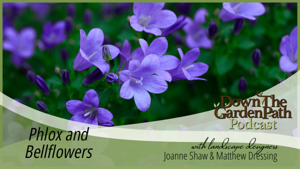 Phlox and Bellflowers