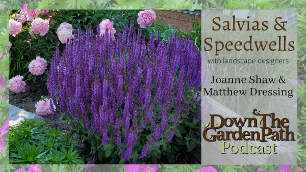Salvias and Speedwells