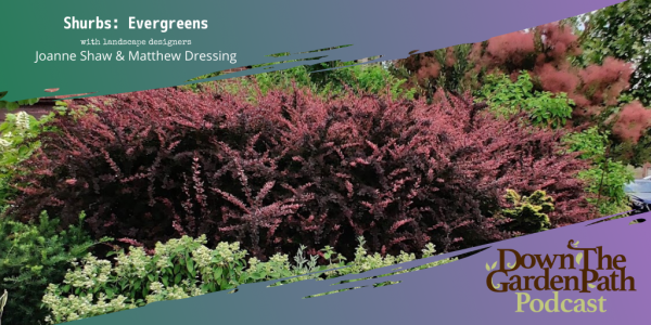 Shrubs - Evergreens