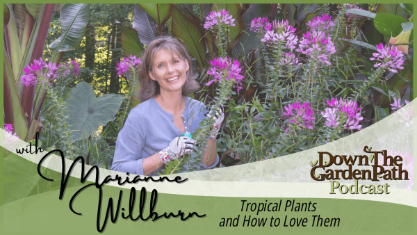 Tropical Plants and How to Love Them