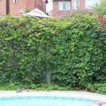 Virginia Creeper