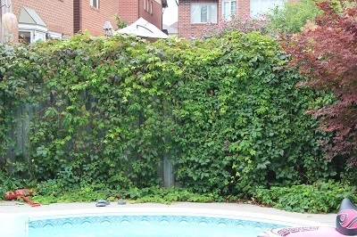 Virginia Creeper