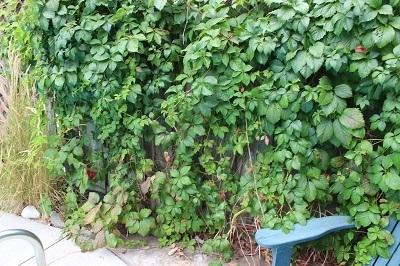 Virginia Creeper