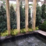Golden Thread Leaf Cypress