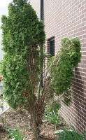 Winter damage