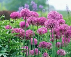 alliums