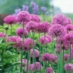 alliums