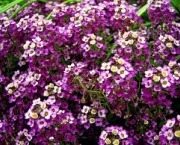 Alyssum