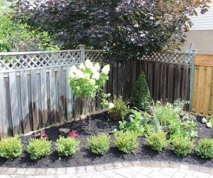 Left side of yard after install 2 years ago.