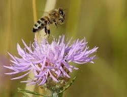 bee flower