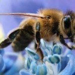 bee flower