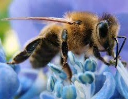 bee flower