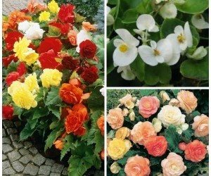 Variety of Begonias Variety of Begonias