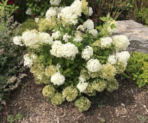 Bobo Hydrangea