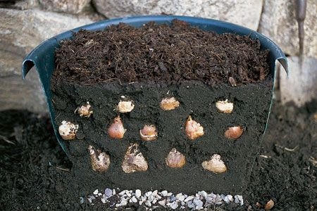 bulb-planter