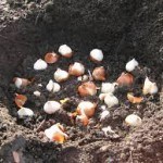 how to plant bulbs