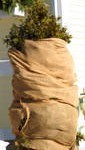 burlap