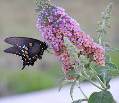 butterflybush4