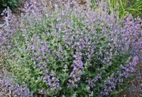 catmint