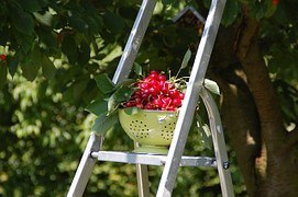 cherry picking