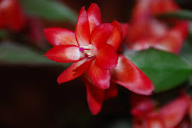 christmascactus2