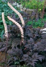 Cimicifuga - lovely dark foliage for shade.