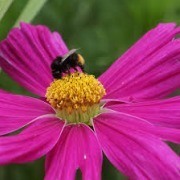 Cosmos