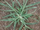 crab grass