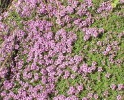 Creeping Thyme