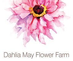 dahlia may