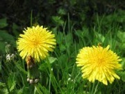 Dandelions