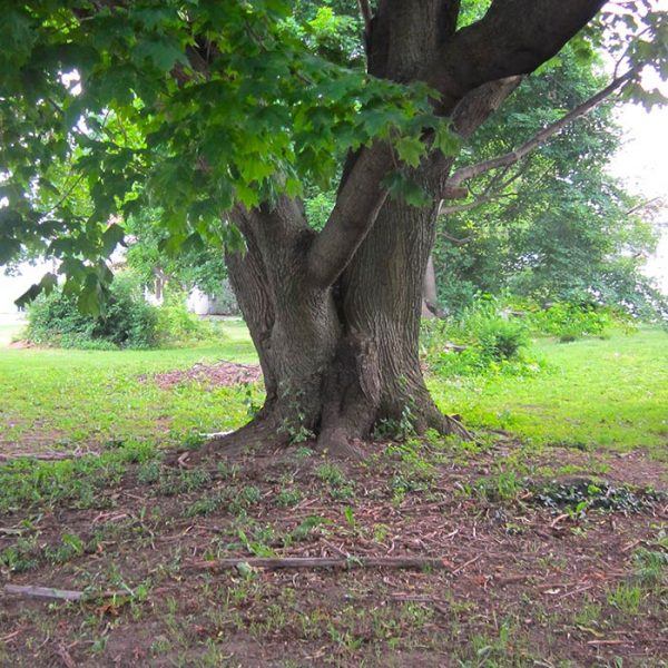 Dry Shade in the garden 