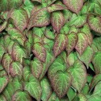 Epimedium - interesting foliage all summer in shade.