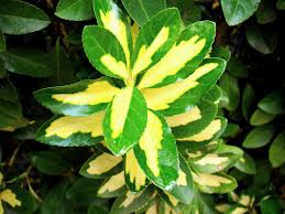 euonymus