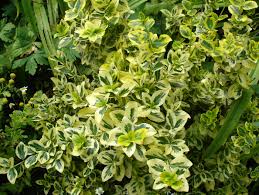 euonymus2