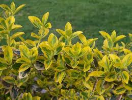 euonymus3