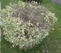 euonymus4
