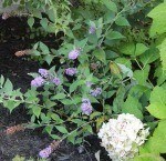 fall garden
