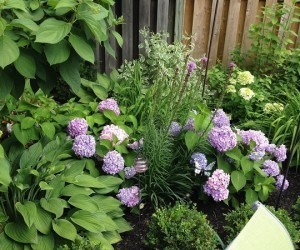 Garden today. 
