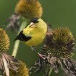 goldfinch
